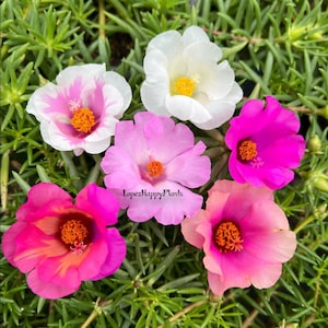 Portulaca grandiflora perennial, giant single flower moss rose image 2