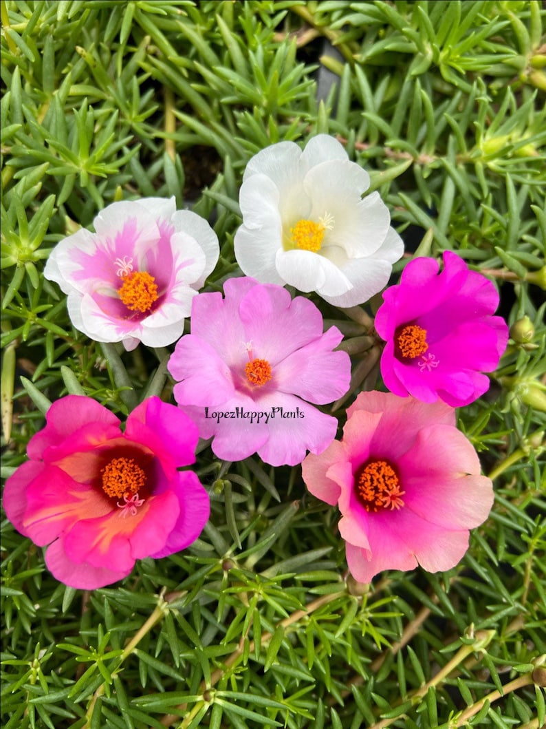 Portulaca grandiflora perennial, giant single flower moss rose image 2