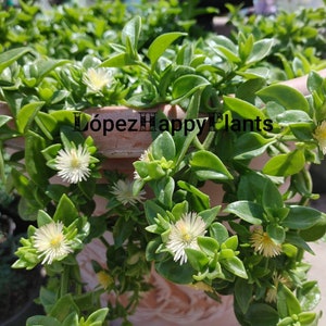 5 varieties of Baby sun rose aptenia cordifolia 5 cuttings (White)