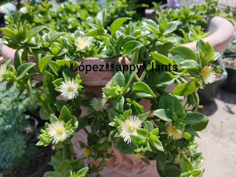 5 varieties of Baby sun rose aptenia cordifolia 5 cuttings (White)