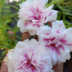 New pink princess Portulaca grandiflora image 5