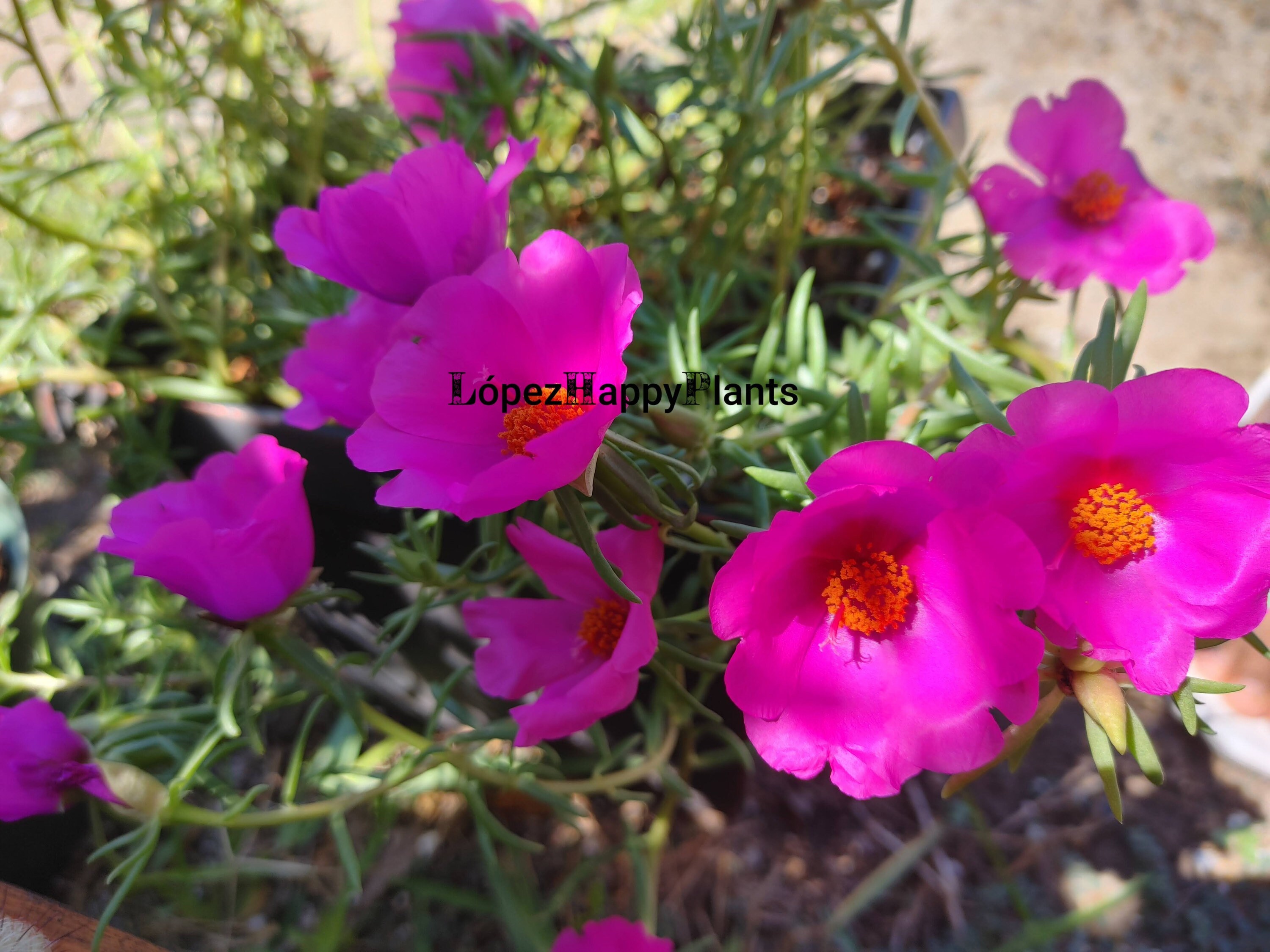 purslane samba hot rose