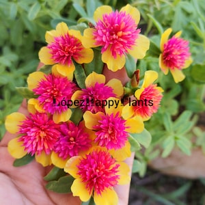 Fairytale Cinderella purslane Portulaca perennial