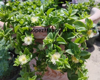 APTENIA CORDIFOLIA WHITE