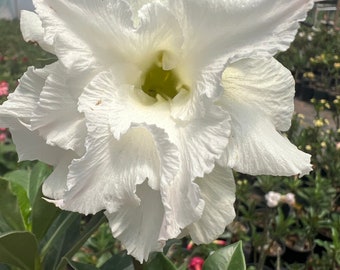 Desert Rose (Adenium obesum) Not grafted, from seed