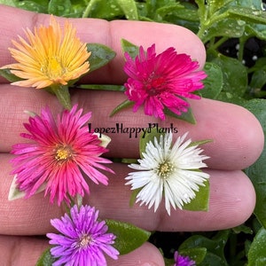 5 varieties of Baby sun rose aptenia cordifolia image 2