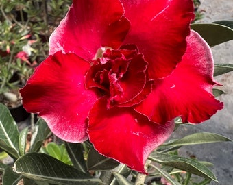 Desert Rose (Adenium obesum) Not grafted, from seed