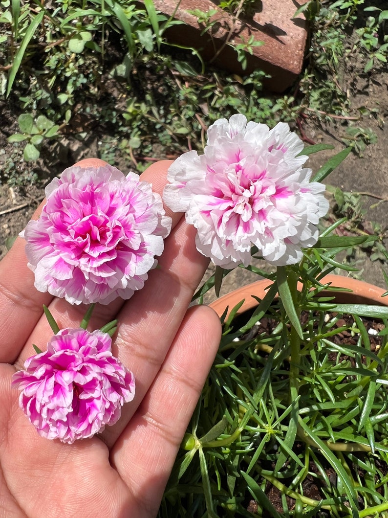 New pink princess Portulaca grandiflora image 2