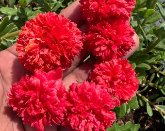 FairyTale Cinderella Purslane. (Tiger stripes)