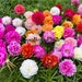 see more listings in the Portulaca Grandiflora section