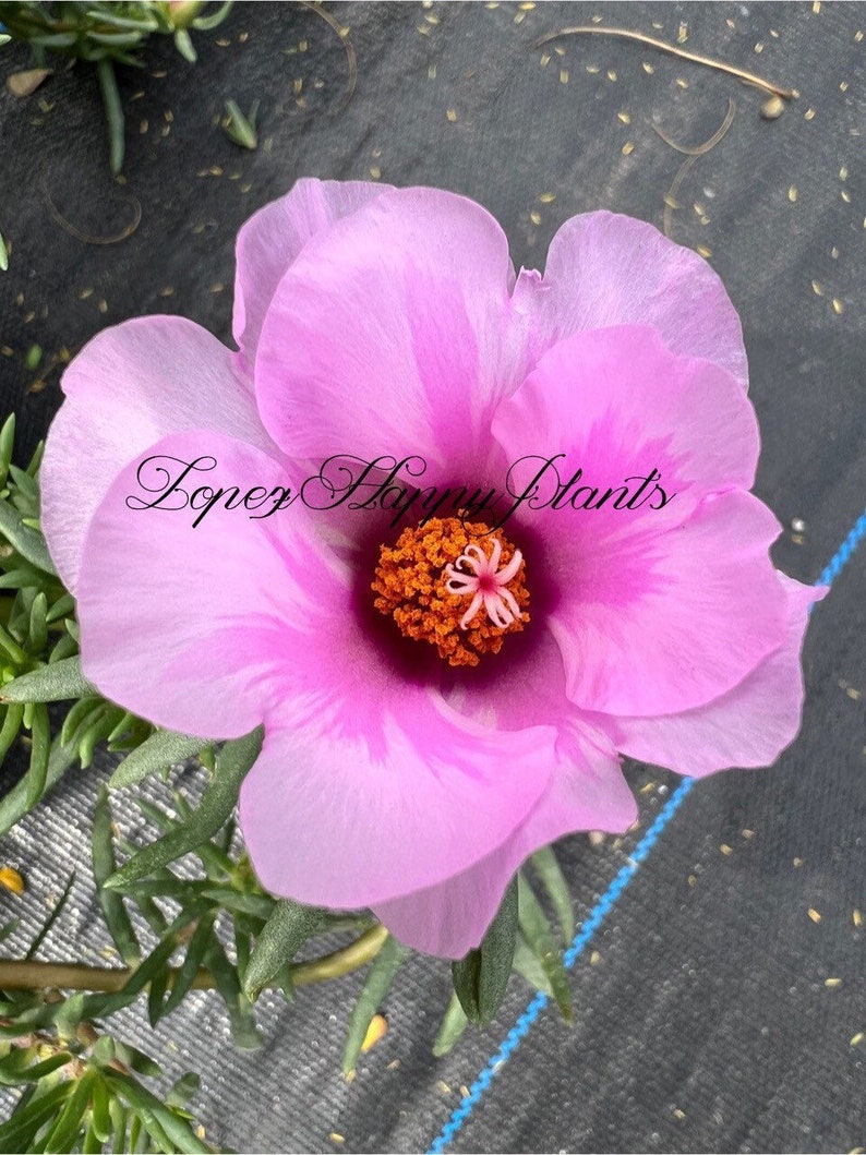 Portulaca grandiflora perennial, giant single flower moss rose image 10