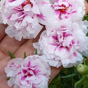 New pink princess Portulaca grandiflora image 6