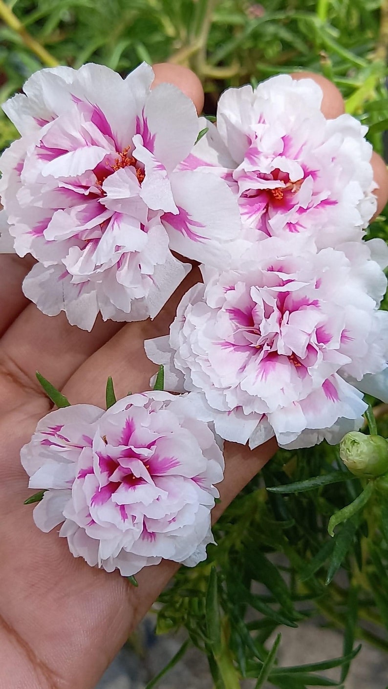 New pink princess Portulaca grandiflora image 6