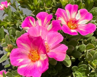 New! Portulaca oleracea #8