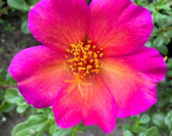 New! Portulaca oleracea, fuchsia color