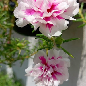 New pink princess Portulaca grandiflora image 7