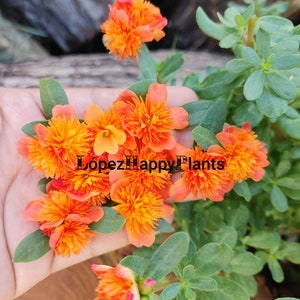 Fairy tale Cinderella purslane Portulaca perennial ( orange)