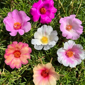 Portulaca grandiflora perennial, giant single flower moss rose image 1