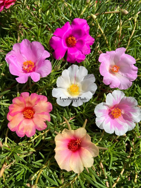 Portulaca Grandiflora Perennial, Giant Single Flower moss Rose 