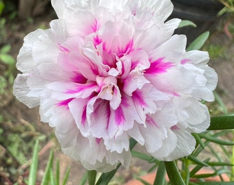 New! pink princess - Portulaca grandiflora