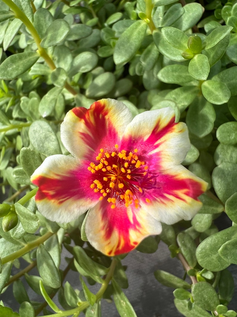 New Portulaca oleracea 10 image 7