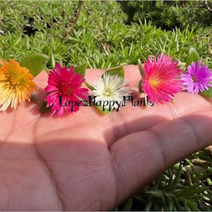 5 varieties of Baby sun rose aptenia cordifolia 10 random mixed cuts