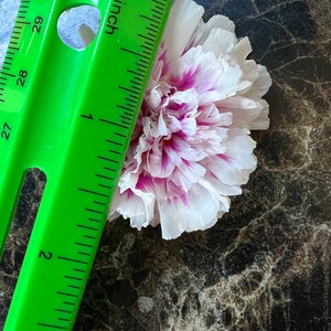 New pink princess Portulaca grandiflora image 9