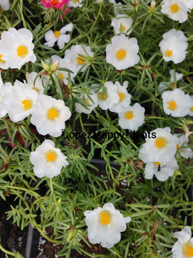 Portulaca grandiflora perennial, giant single flower moss rose image 6