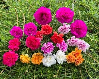 Portulaca grandiflora perennial, cuttings