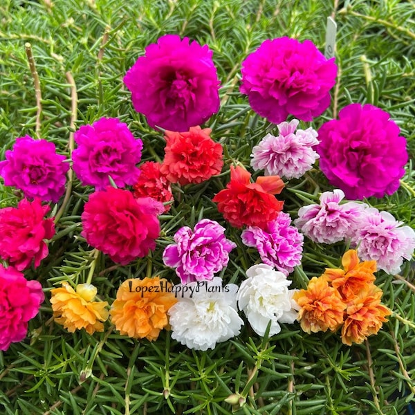 Portulaca grandiflora perennial, cuttings