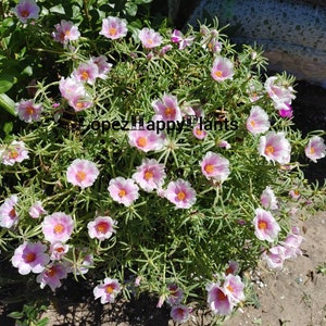 Portulaca grandiflora perennial, giant single flower moss rose image 5