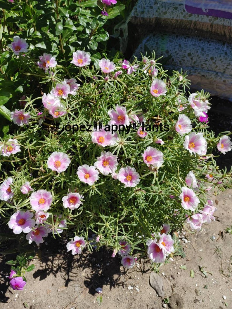 Portulaca grandiflora perennial, giant single flower moss rose image 5