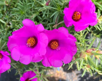 Purple Portulaca grandiflora perennial, moss rose single petal. (Gossip)