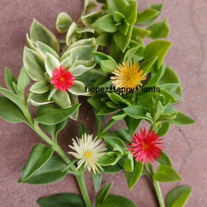 5 varieties of Baby sun rose aptenia cordifolia image 4