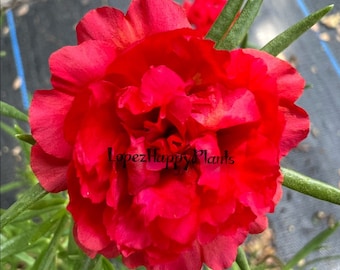New! Color Red “MERAH” Unrooted cuttings- Portulaca grandiflora