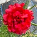 see more listings in the Portulaca Grandiflora section