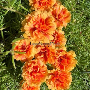 Portulaca Grandiflora perennial, orange with calendula