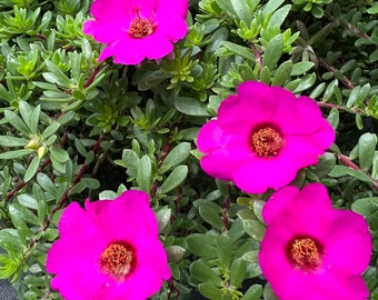 New! portulaca amilis