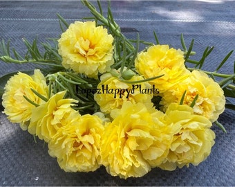 New! Neon yellow color, Unrooted Cuttings - Portulaca Grandiflora