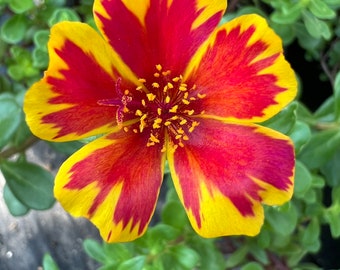 New! Portulaca oleracea, color sunset red