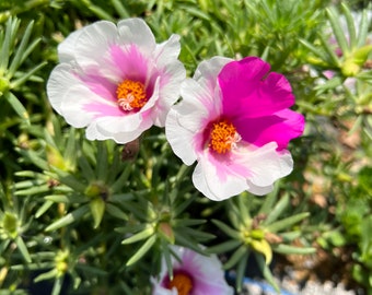 White and pink Portulaca grandiflora perennial, moss rose single petal.