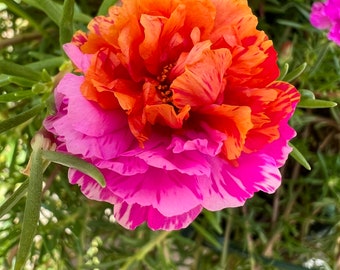 New! Pink with sunset fire, Unrooted cuttings- Portulaca grandiflora