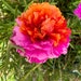 see more listings in the Portulaca Grandiflora section