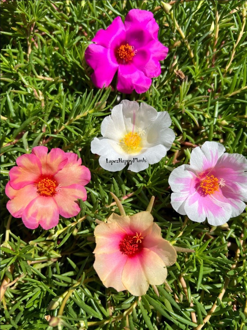 Portulaca grandiflora perennial, giant single flower moss rose image 3