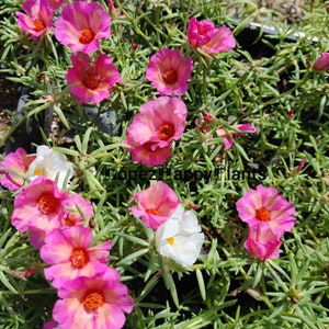 Portulaca grandiflora perennial, giant single flower moss rose image 7