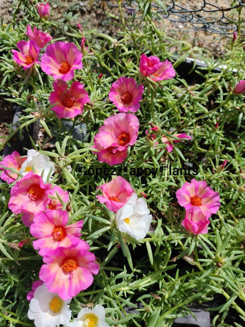 Portulaca grandiflora perennial, giant single flower moss rose image 7