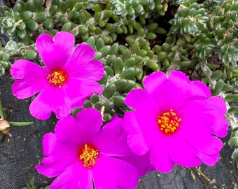 New! Portulaca werdermannii