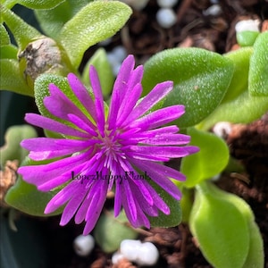 5 varieties of Baby sun rose aptenia cordifolia 5 cuttings (purple)