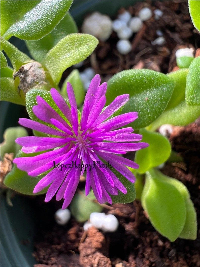 5 varieties of Baby sun rose aptenia cordifolia 5 cuttings (purple)