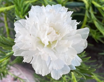 New variety!! “WHITE PRINCESS”Unrooted Cuttings-Miniature Flower Portulaca grandiflora